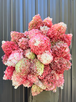 Hydrangea-Pink - SMFF Wholesale