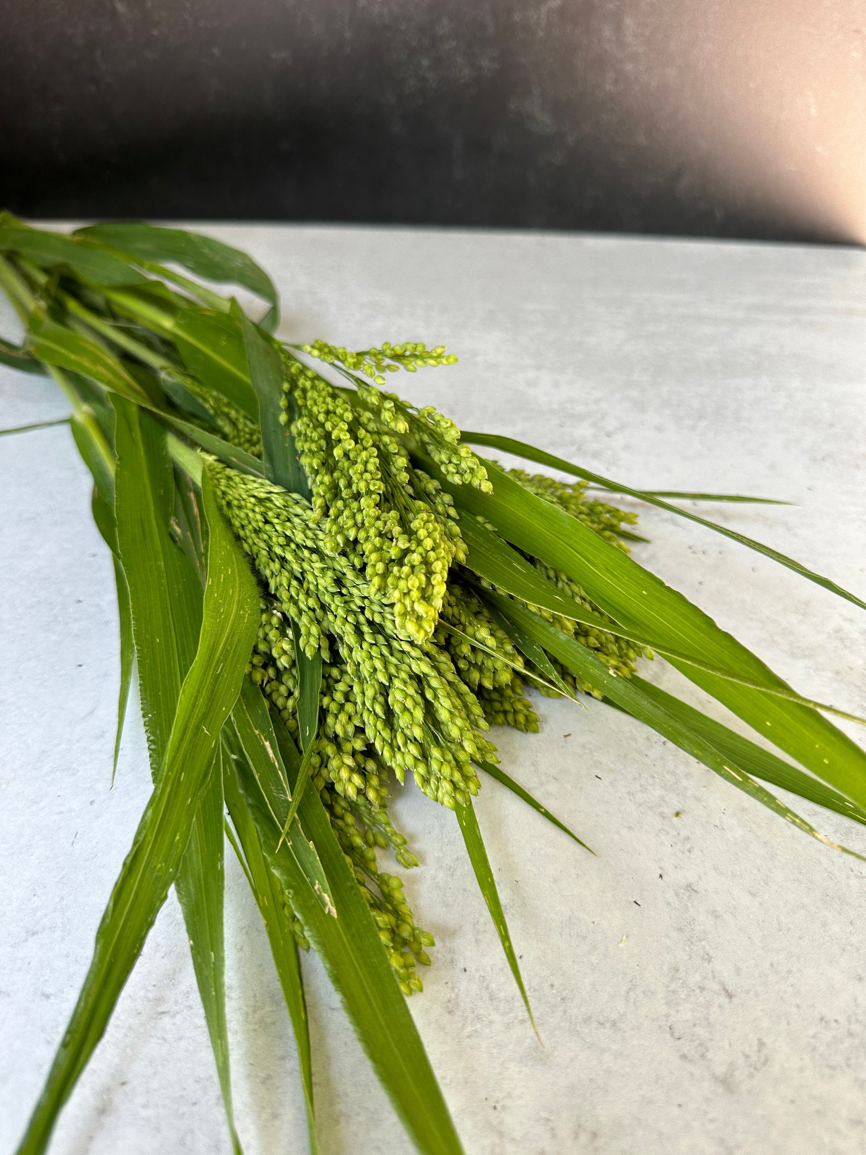 Millet-Proso