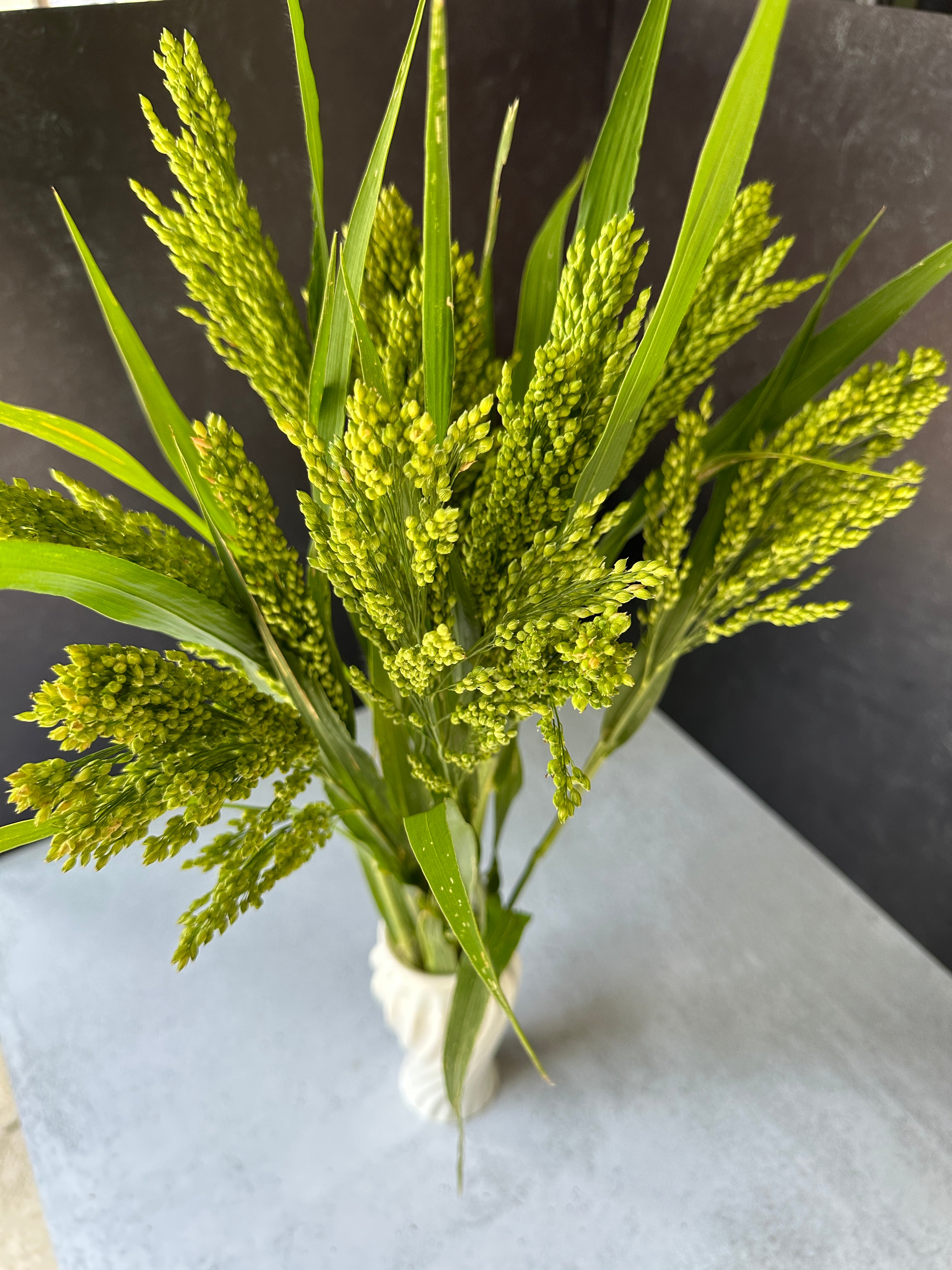 Millet-Proso