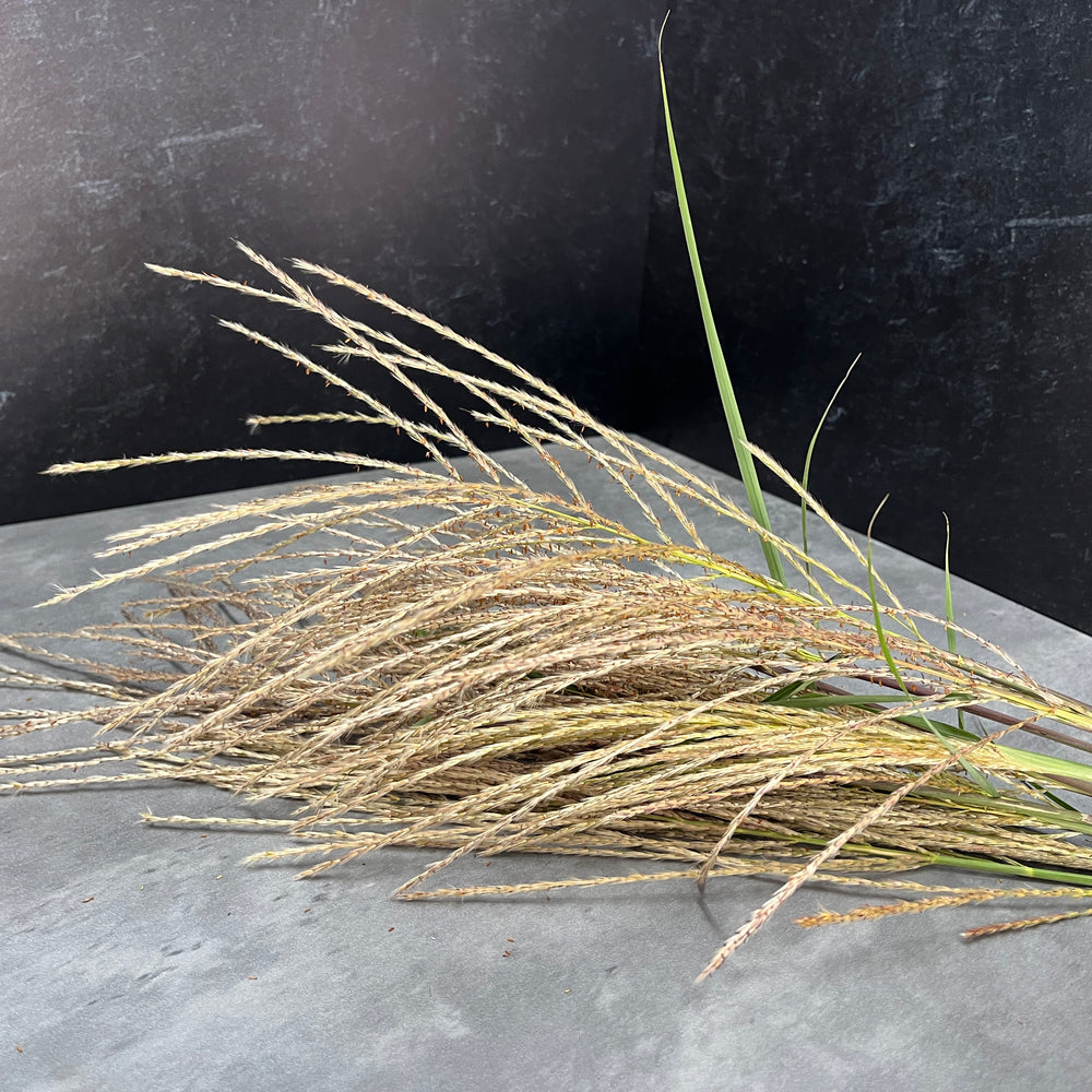 Miscanthus Plume