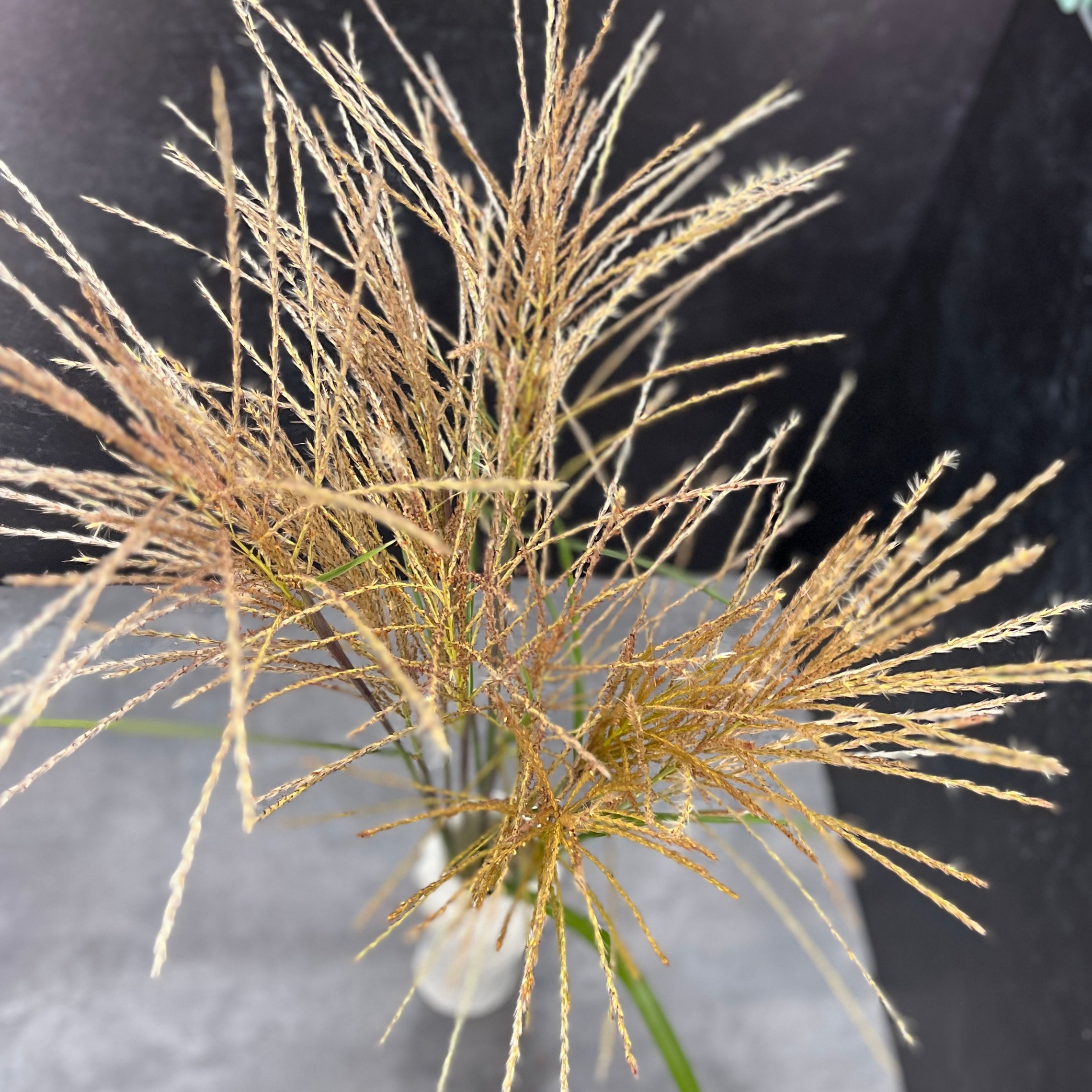 Grass-Miscanthus Plume