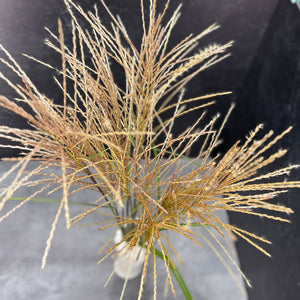 Grass-Miscanthus Plume