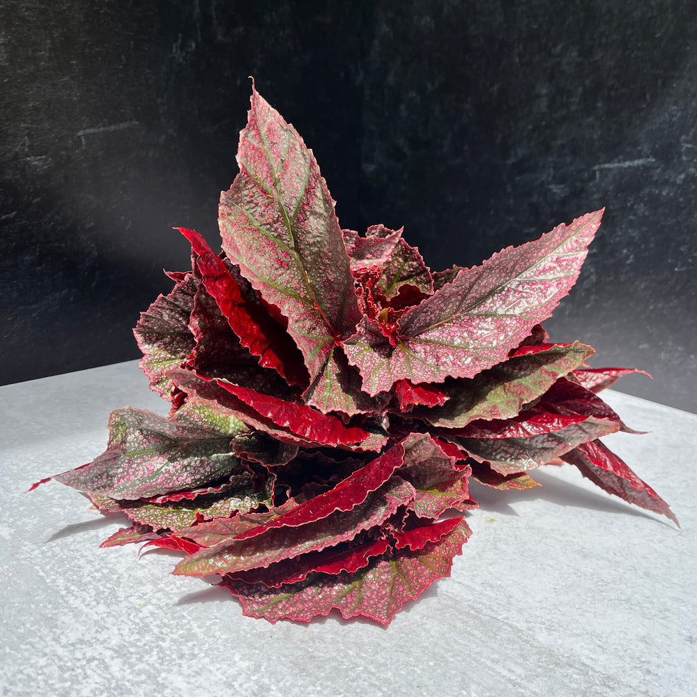 Begonia-Foliage Red