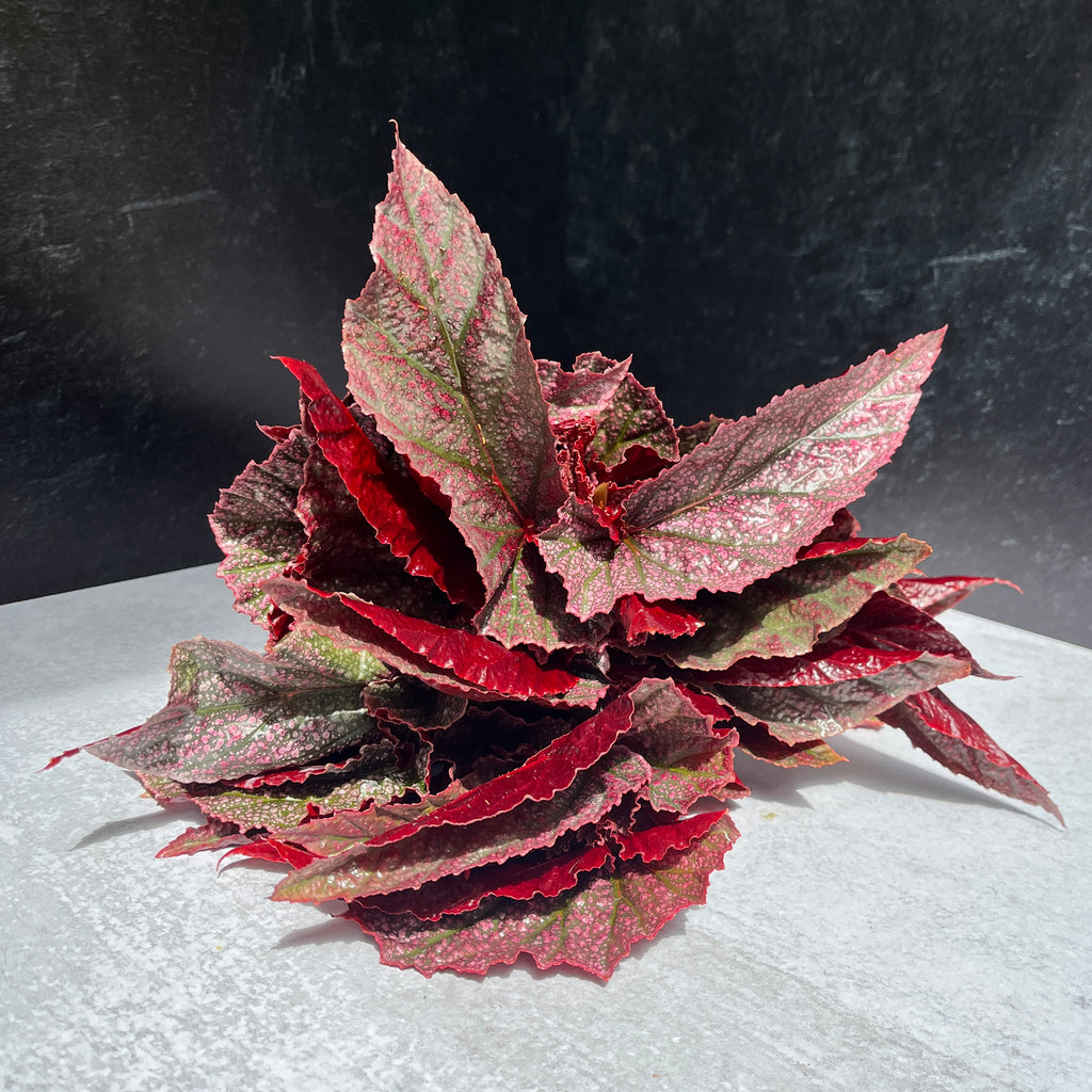 Begonia-Foliage Red SALE