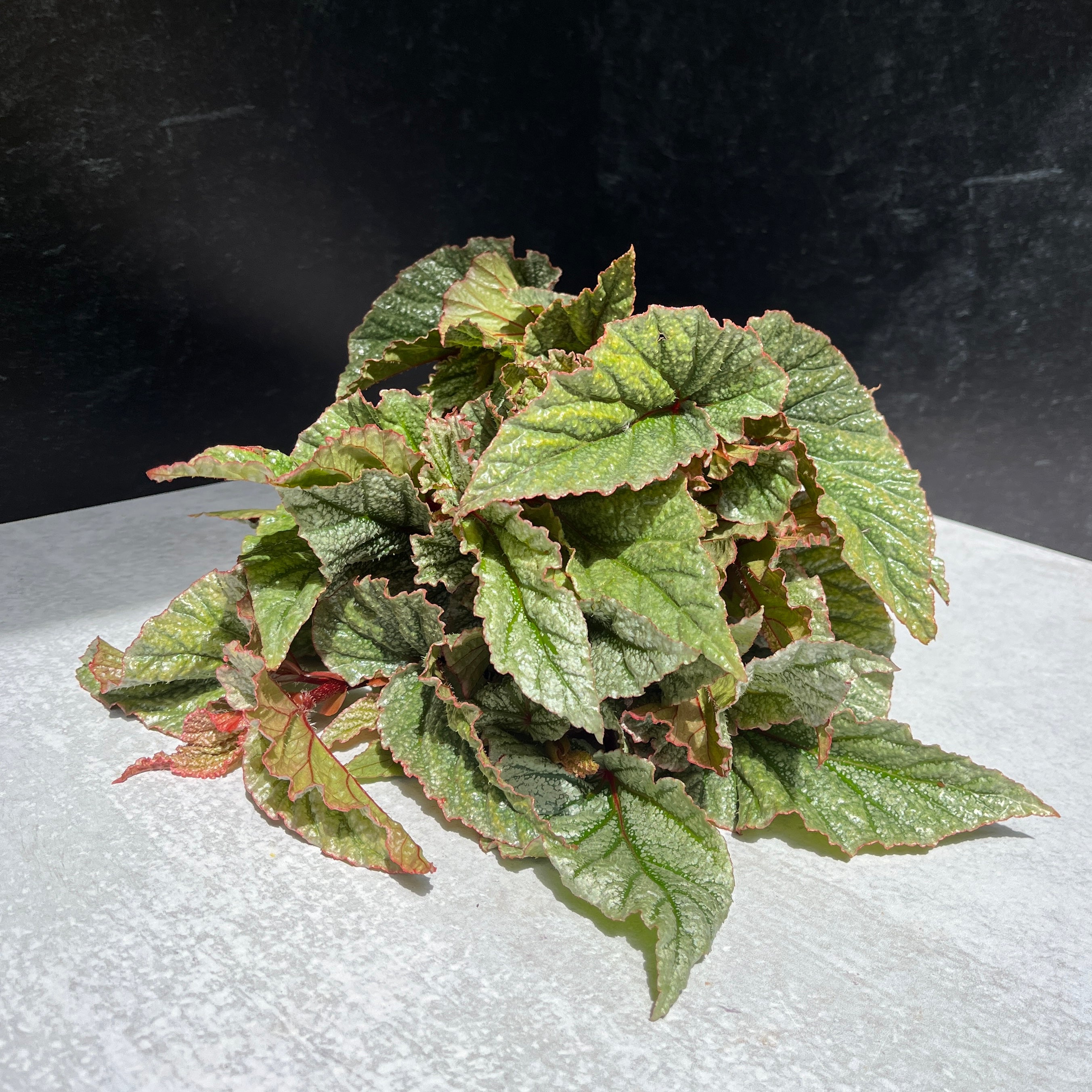 Begonia-Foliage Frosty Green