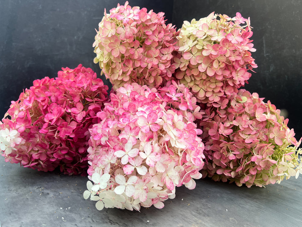 Hydrangea-Pink (CAN) - SMFF Wholesale