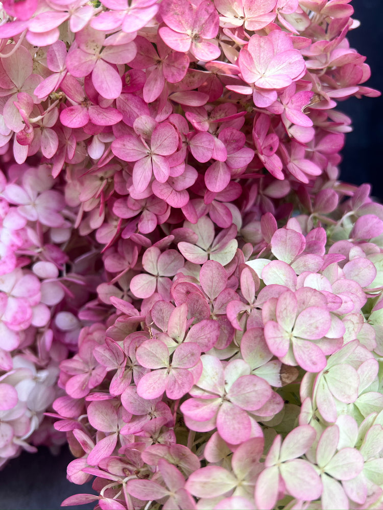 Hydrangea-Pink (CAN) - SMFF Wholesale