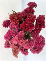 Dried Flowers-Celosia Assorted Pink