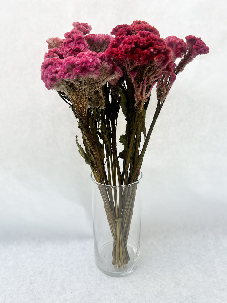 Dried Flowers-Celosia Assorted Pink