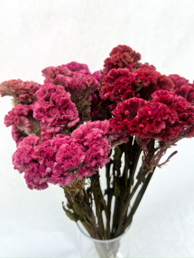 Dried Flowers-Celosia Assorted Pink