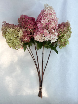 Hydrangea-Pink (CAN) - SMFF Wholesale