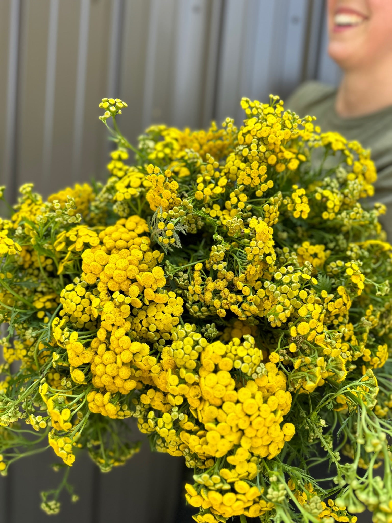 Tansy