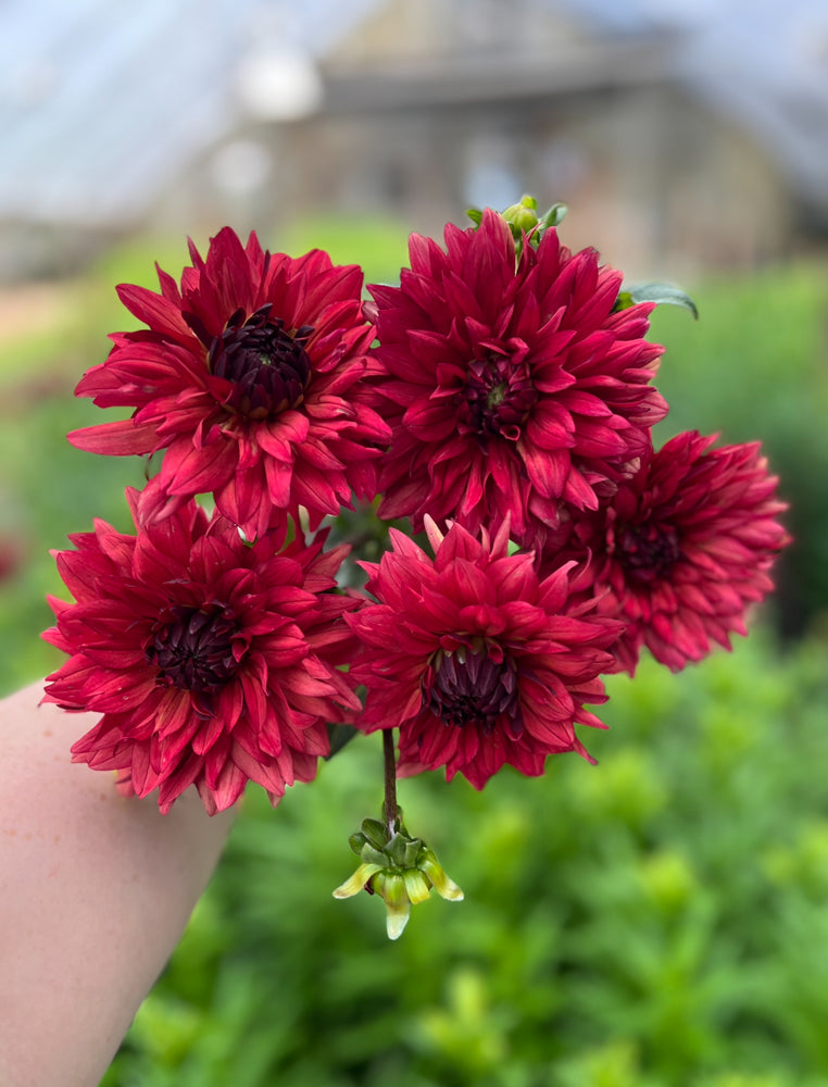 Dahlia Regular-Miss Brandy - SMFF Wholesale