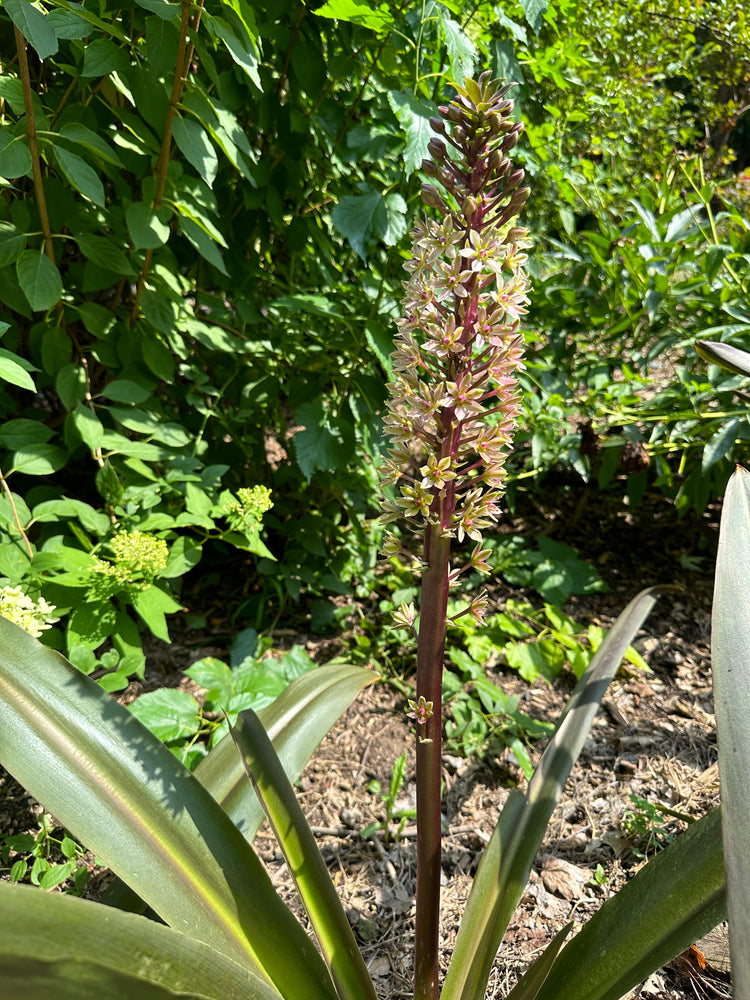 
            
                Load image into Gallery viewer, Eucomis-Sparkling Burgundy
            
        