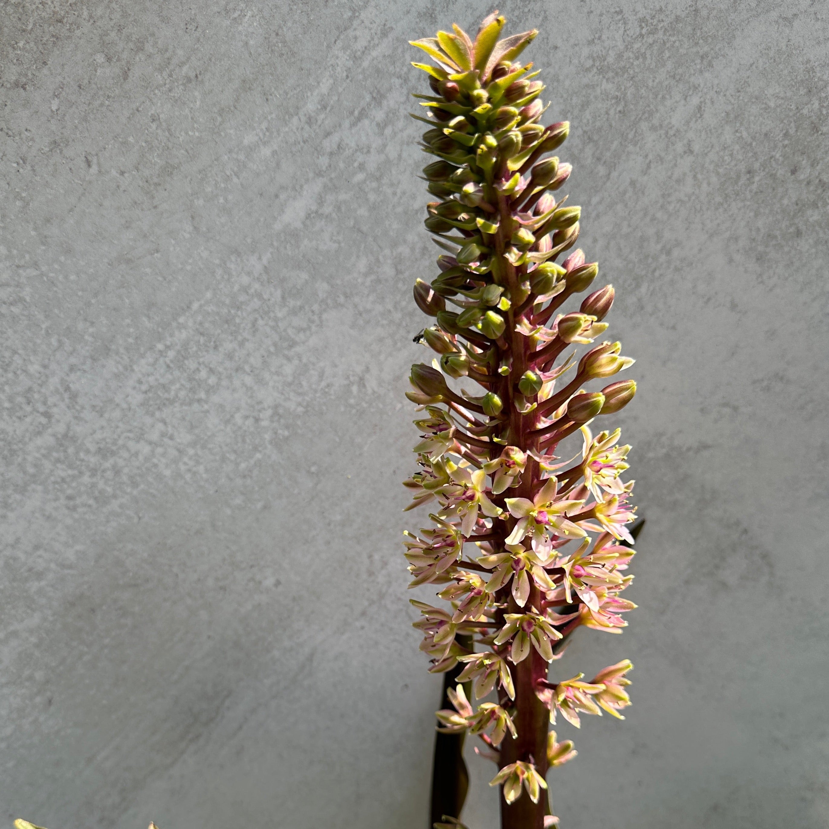 Eucomis Sparkling Burgundy (Pineapple Lily)
