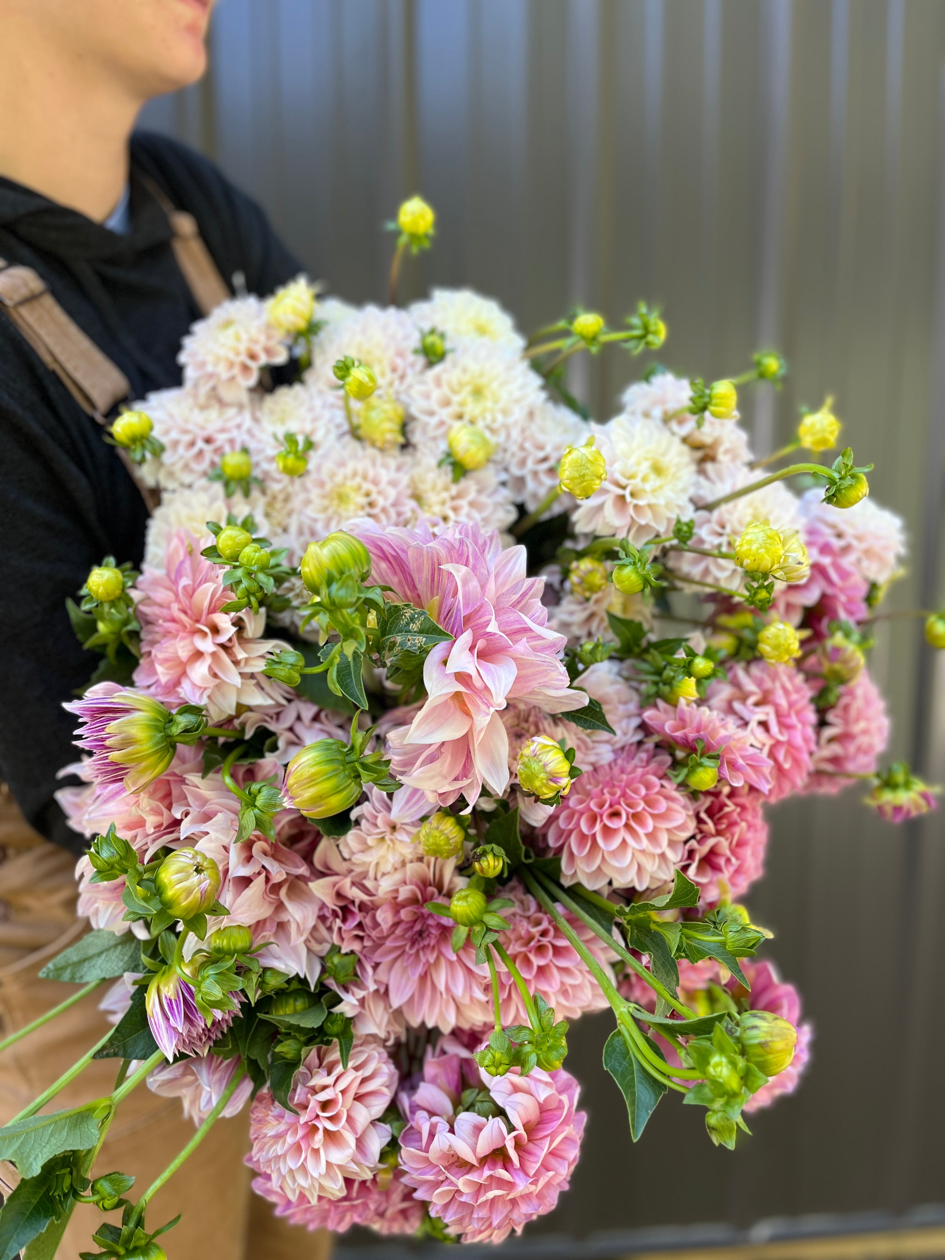 Dahlias by the Color