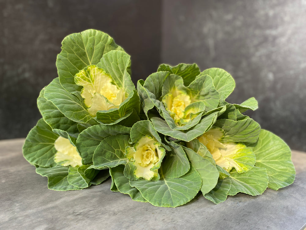 Flowering Cabbage-White Ruffle