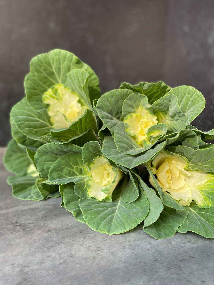 Flowering Cabbage-White Ruffle