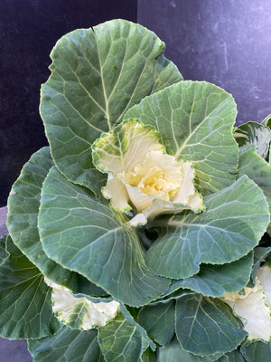 Flowering Cabbage-White Ruffle