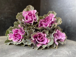 Flowering Cabbage-Purple Short