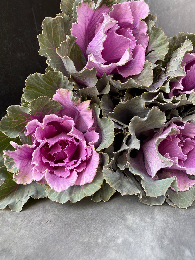 Flowering Cabbage-Purple Short