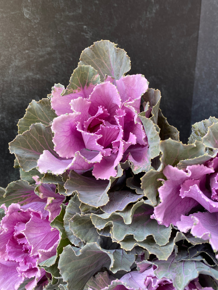 Flowering Cabbage-Purple Short