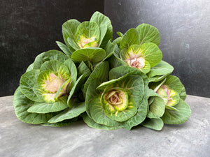 Flowering Cabbage-Bicolor