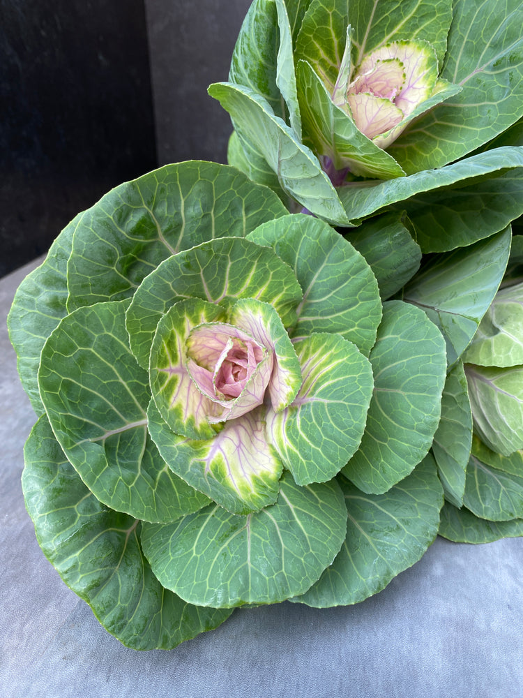 Flowering Cabbage-Bicolor