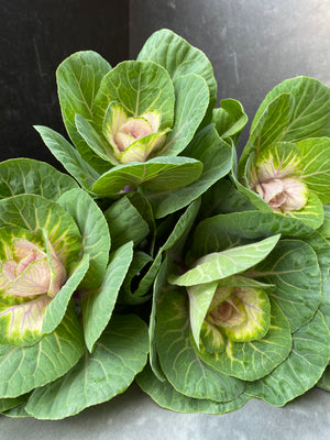 Flowering Cabbage-Bicolor