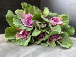 Flowering Cabbage-Lavender Ruffles