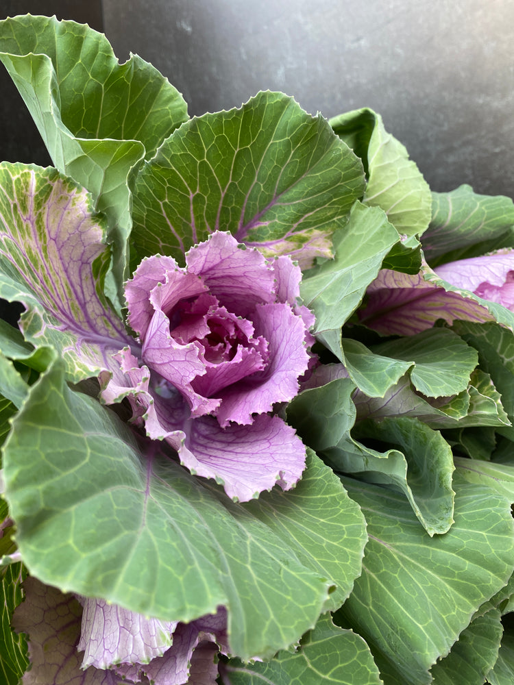 Flowering Cabbage-Lavender Ruffles