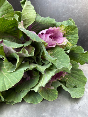 Flowering Cabbage-Lavender Ruffles