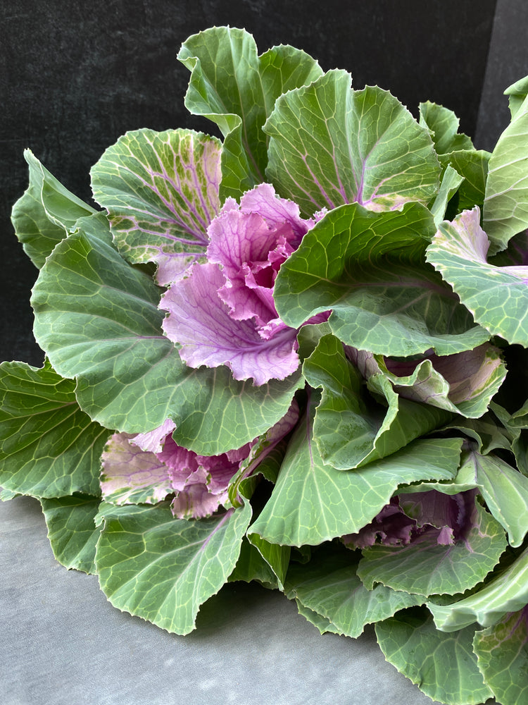 Flowering Cabbage-Lavender Ruffles