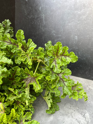 Scented Geranium-Chocolate Mint - SMFF Wholesale