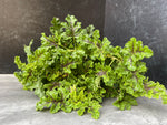 Scented Geranium-Chocolate Mint - SMFF Wholesale