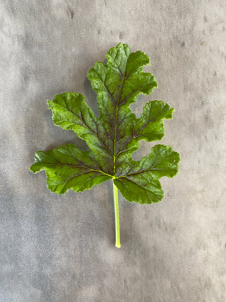 Scented Geranium-Chocolate Mint - SMFF Wholesale