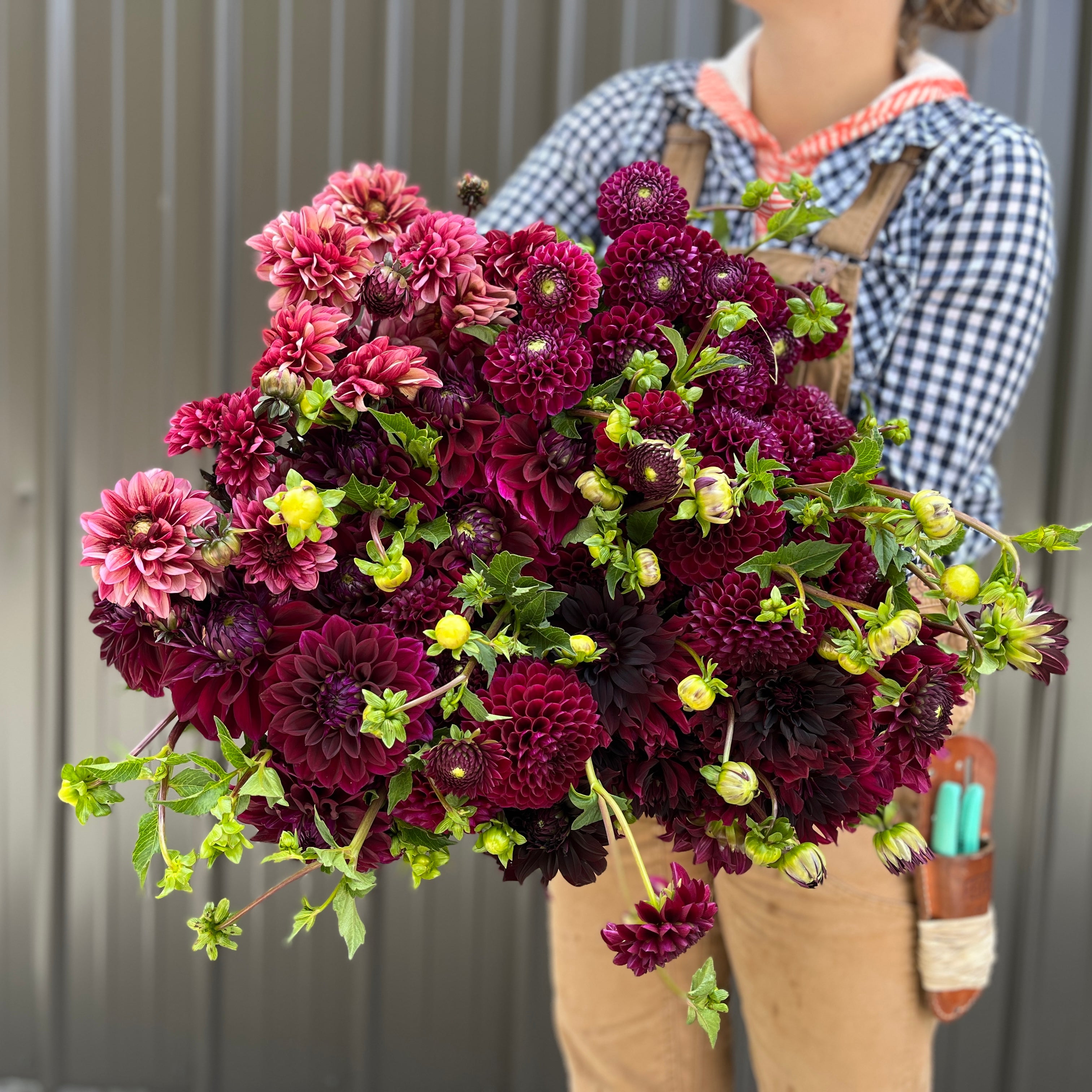 Dahlias by the Color