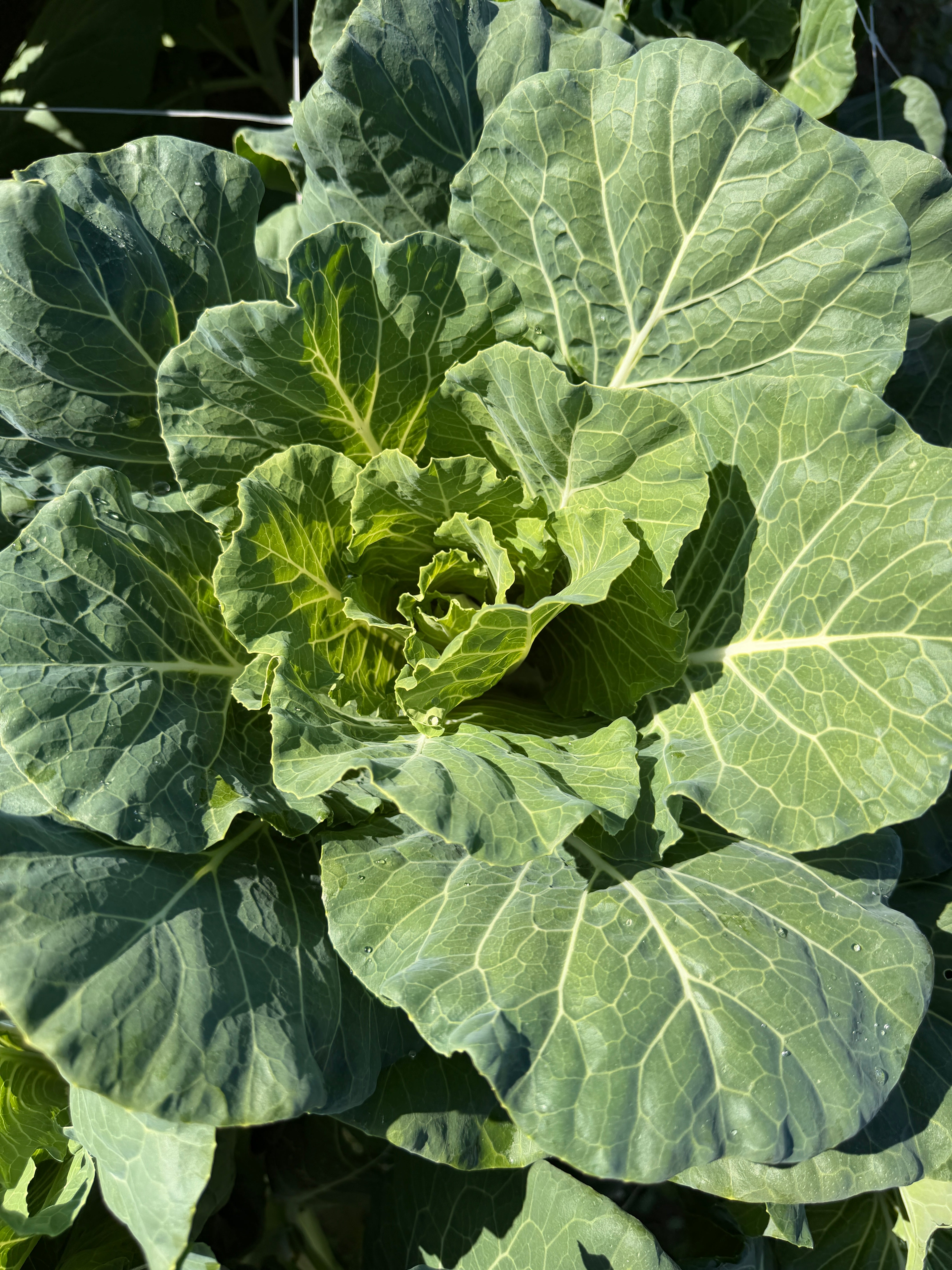 Flowering Cabbage-Green Ruffles