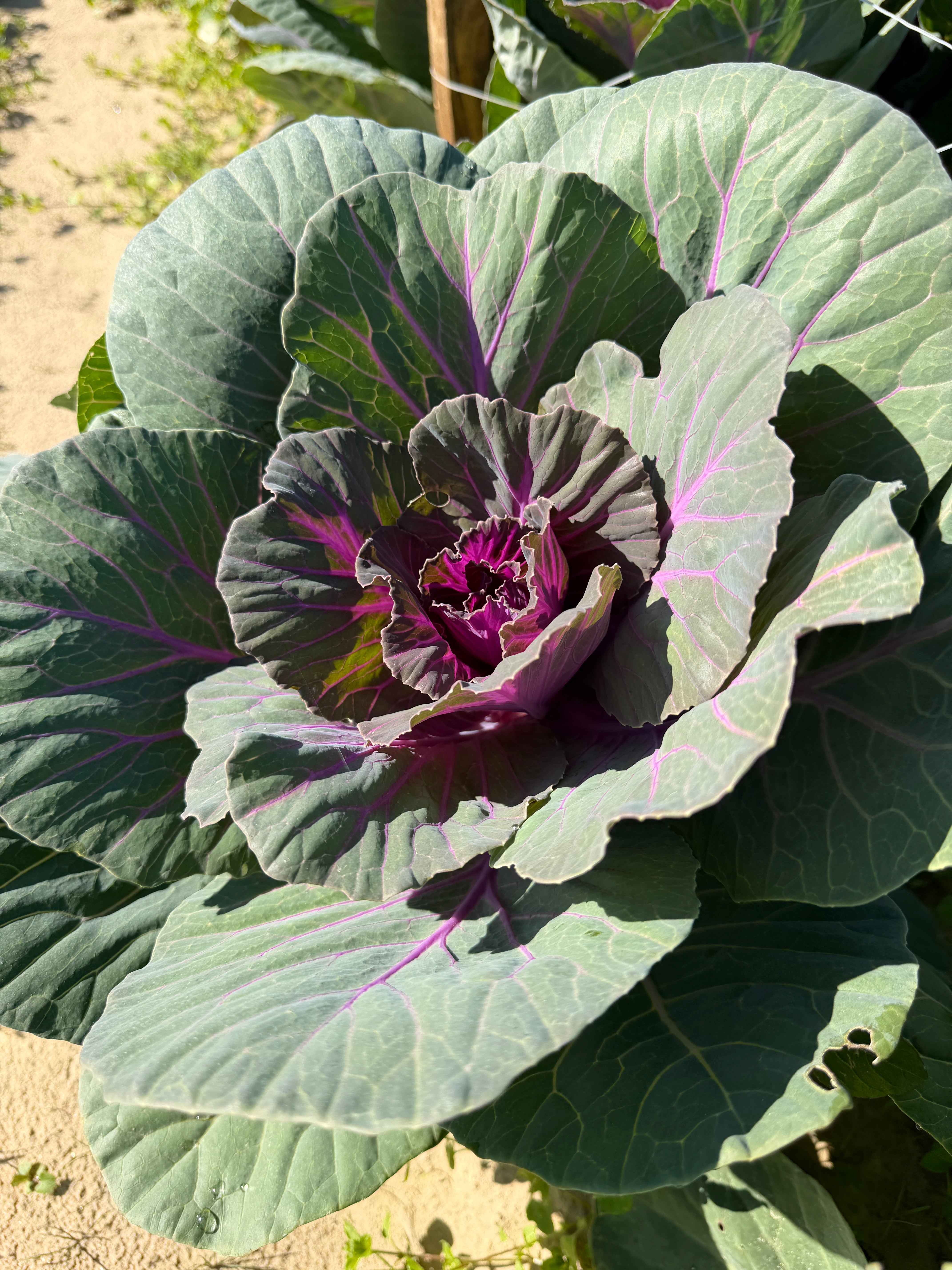 Flowering Cabbage-Purple
