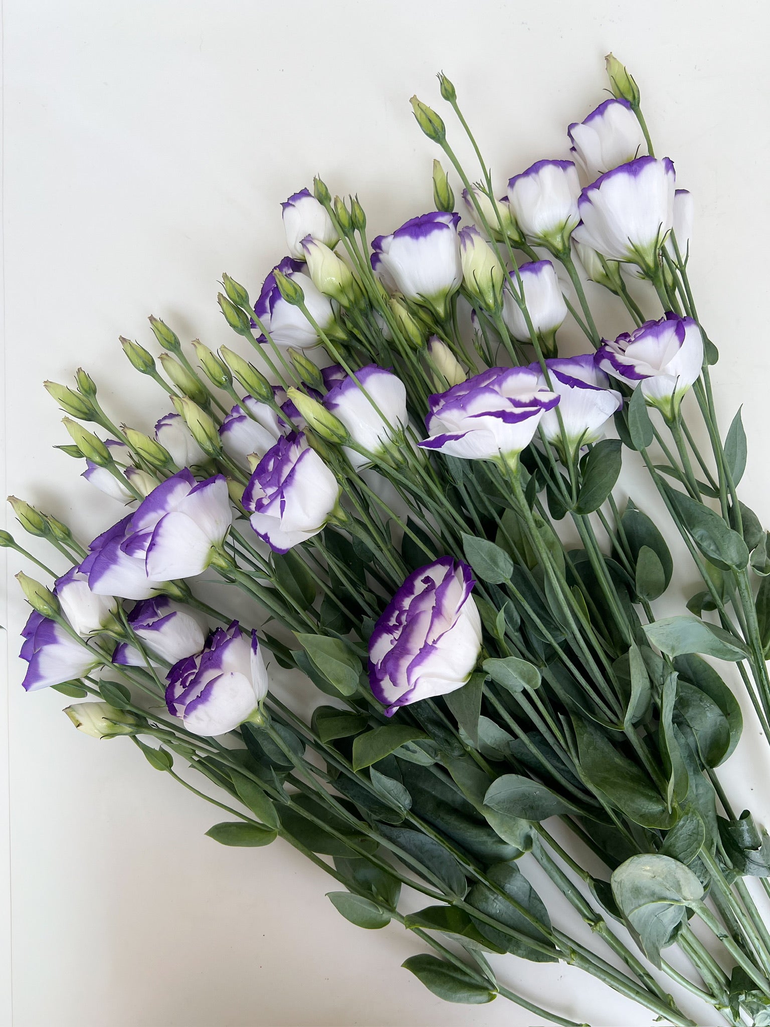 Lisianthus-Blue Picotee