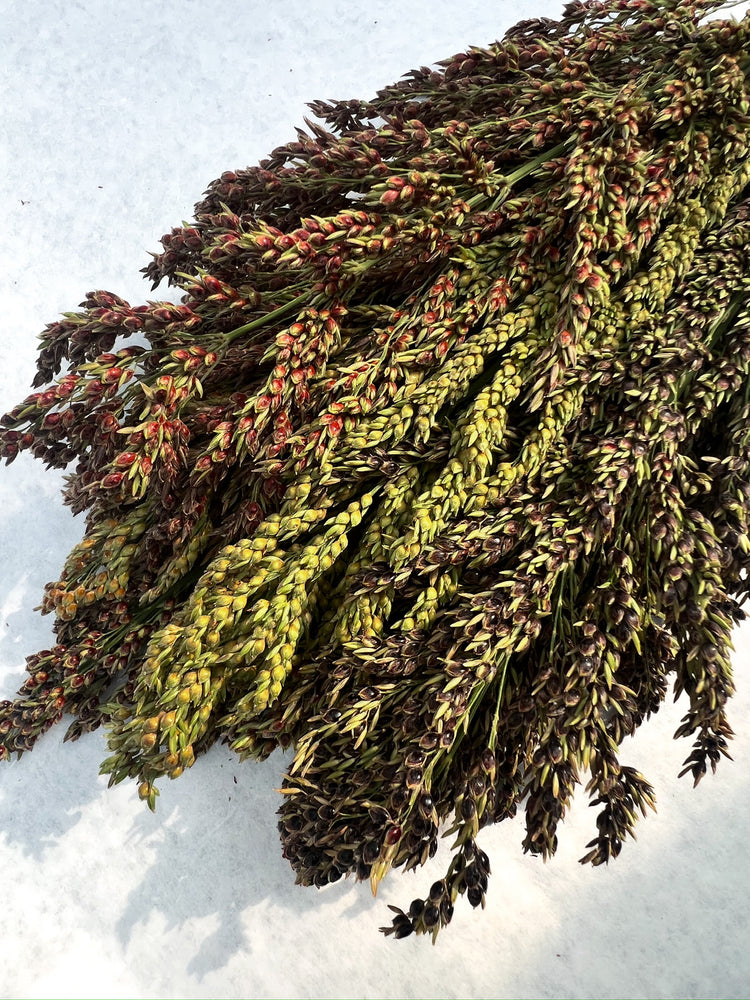 Broomcorn-Colors