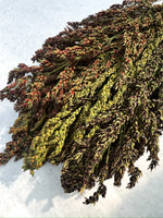 Broomcorn-Colors