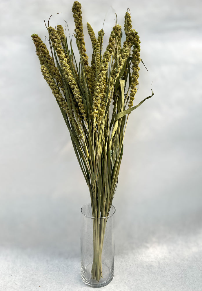 Dried Grains- Limelight Millet - SMFF Wholesale