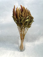 Dried Flowers-Amaranth Pistachio
