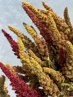 Dried Flowers-Amaranth Pistachio