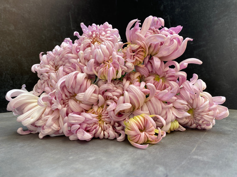 Heirloom Mum Disbud-Blushing Bride