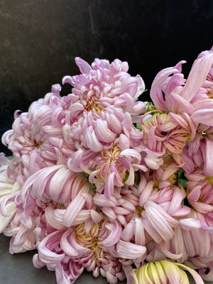 Heirloom Mum Disbud-Blushing Bride