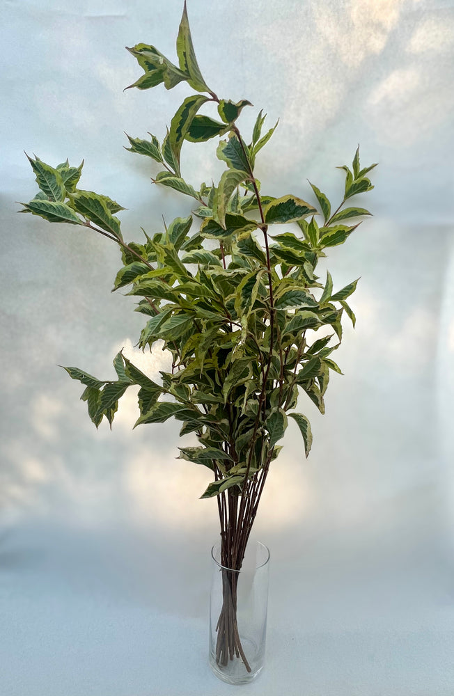 Weigela Foliage-Variegated (OR)