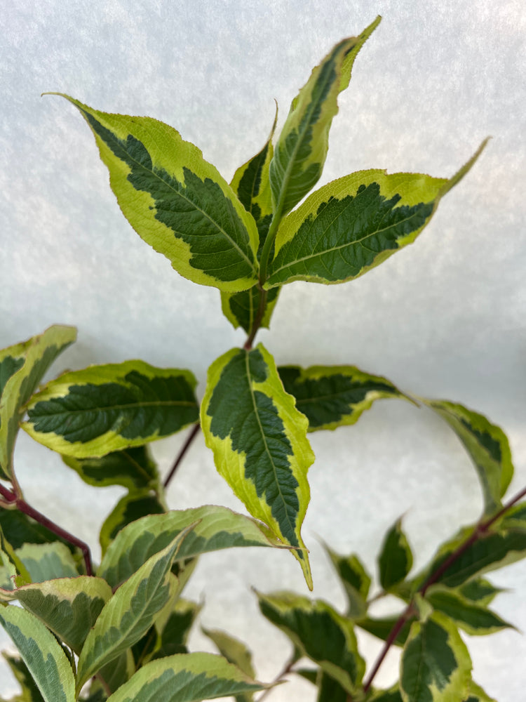 Weigela Foliage-Variegated (OR)
