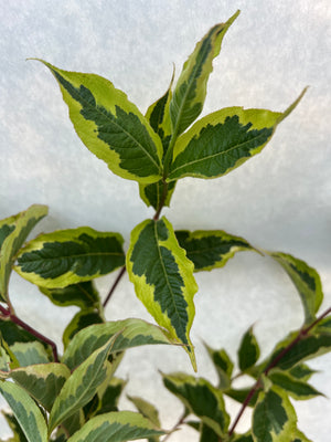 Weigela Foliage-Variegated (OR)